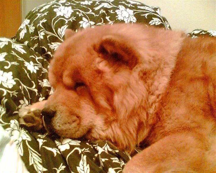 Chow chow Django - Har stjålet min mors dyne, hvis du spørger hende. Vi er ikk helt enige om hvis dyne det er :-) billede 2