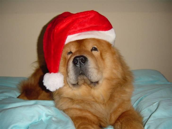 Chow chow Django - Min far syntes at jeg skulle há nissehue på... Så hva gør man ikk for at gøre ham glad billede 3