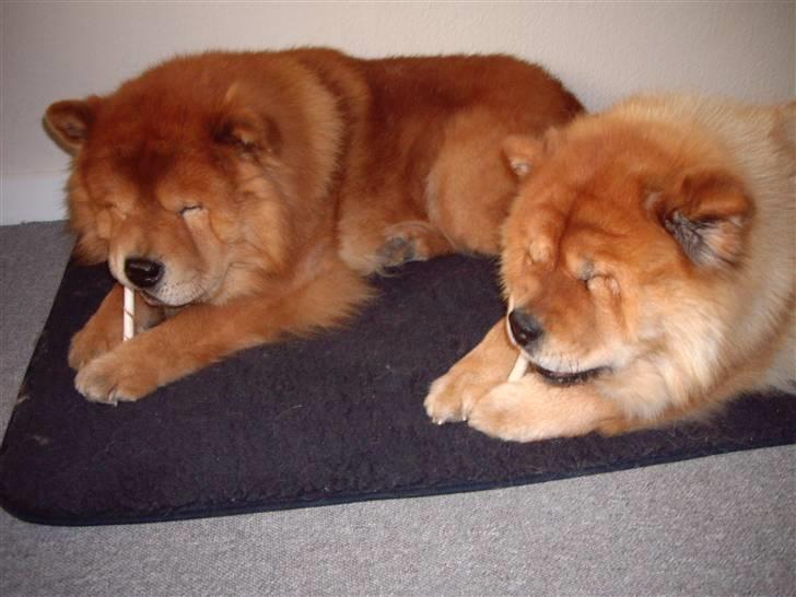 Chow chow Django - Mig og min lille prinsesse kæreste billede 4