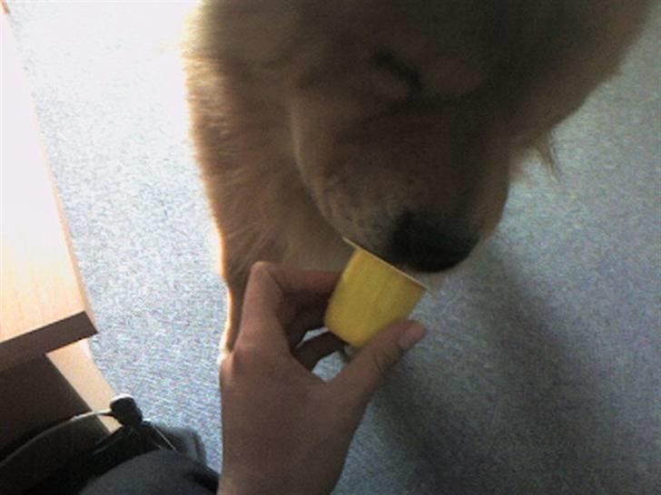 Chow chow Django - Selv om min mor og far siger jeg er en stor dreng, så elsker jeg børne yoghurt billede 5