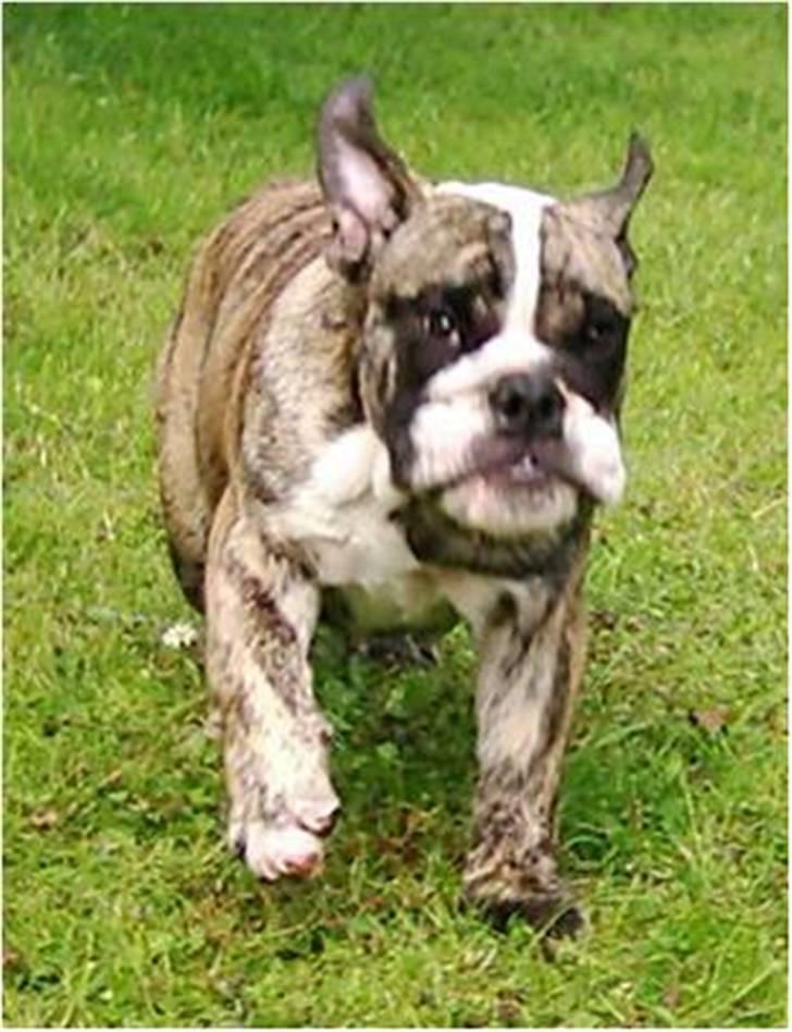 Engelsk bulldog DRACON - DRACON 12 UGER billede 7