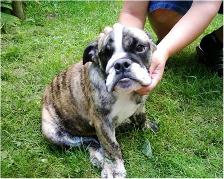 Engelsk bulldog DRACON - DRACON 12 UGER billede 8