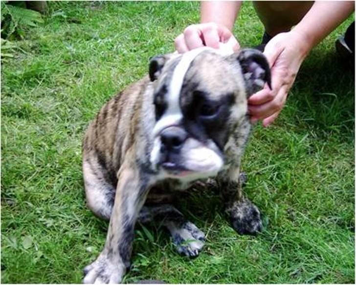 Engelsk bulldog DRACON - DRACON 12 UGER billede 9