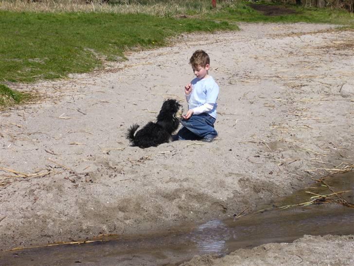 Bichon havanais Kennel Honiahaka's Chogan - April 2008 træning med Marcus.... billede 10