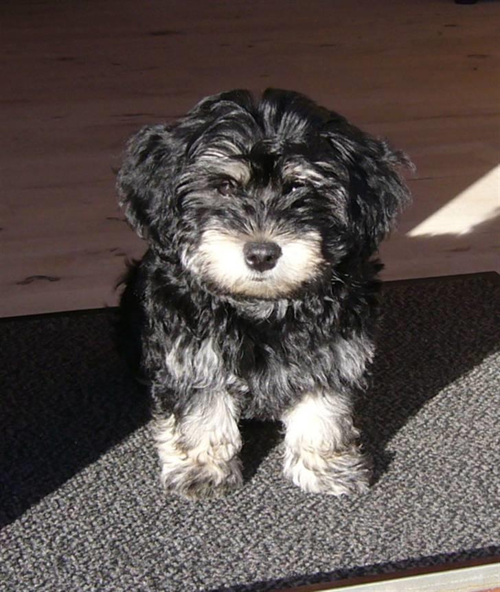 Bichon havanais Kennel Honiahaka's Chogan - 11 uger sidder lige her i solen.... billede 11