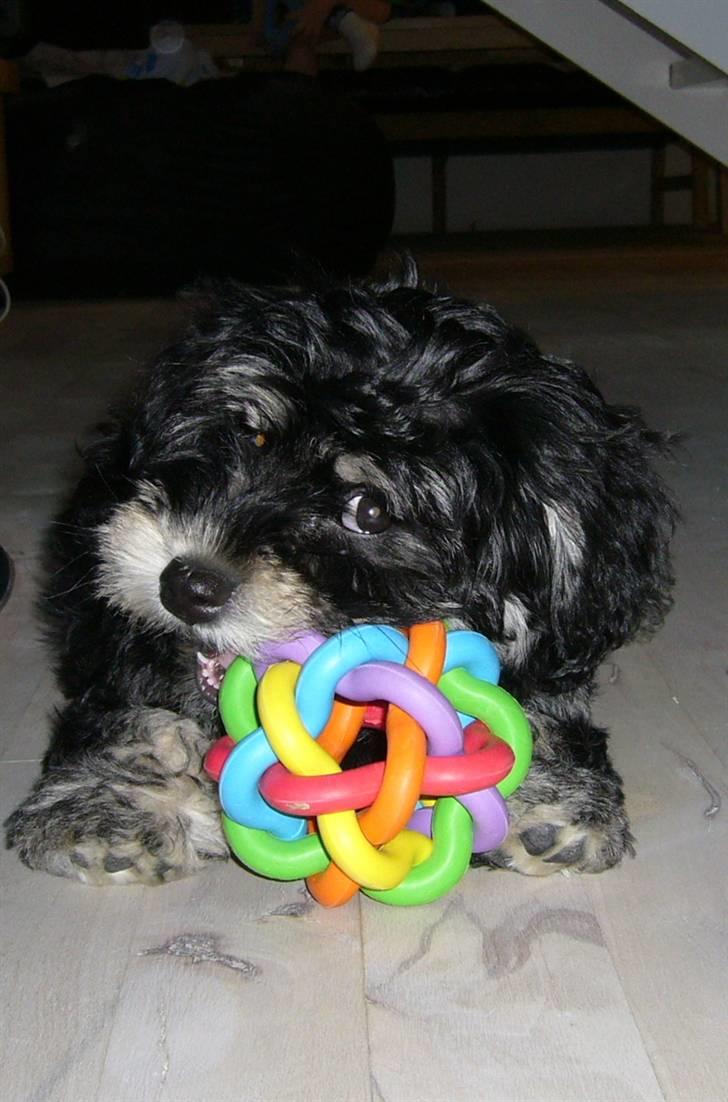 Bichon havanais Kennel Honiahaka's Chogan - ..det er min billede 12