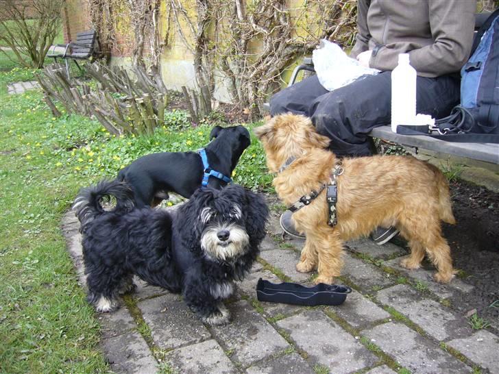 Bichon havanais Kennel Honiahaka's Chogan - 7/4-08 Berstoffsparken med Mingus og Stuart billede 13