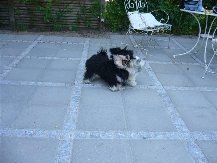 Bichon havanais Kennel Honiahaka's Chogan - Juni 08 Luna og Chogan billede 15