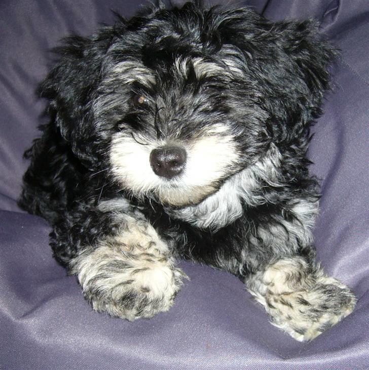 Bichon havanais Kennel Honiahaka's Chogan - 12 uger billede 17