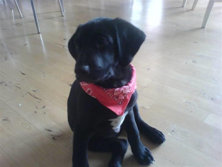 Blanding af racer Charlie*savner dig)':* billede 1