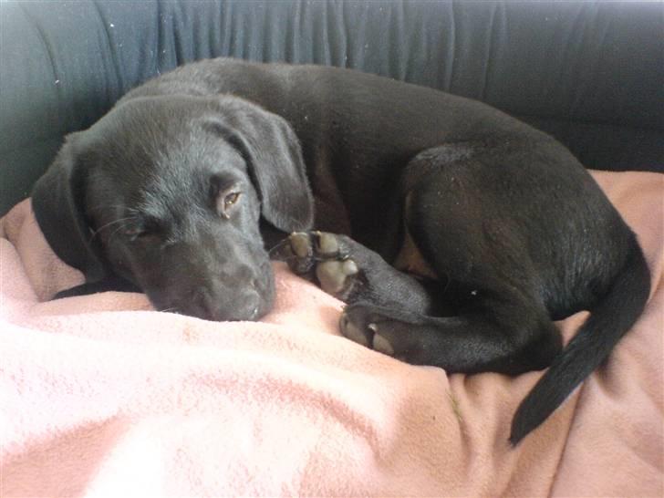 Blanding af racer Charlie*savner dig)':* billede 2