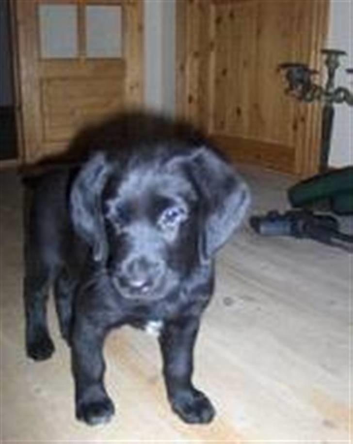 Blanding af racer Charlie*savner dig)':* - Hjemme hos dem vi købte ham af, der er han under 8 uger (: billede 3