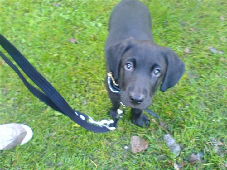 Blanding af racer Charlie*savner dig)':* - Dage efter vi fik ham (: billede 4