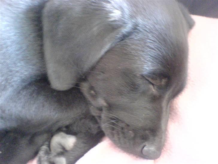 Blanding af racer Charlie*savner dig)':* billede 5