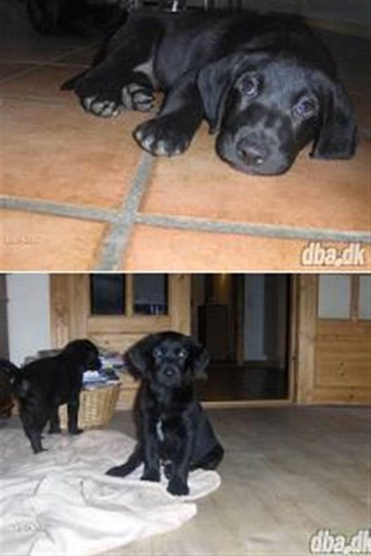 Blanding af racer Charlie*savner dig)':* - Hjemme hos dem vi købte ham af, der er han under 8 uger (: billede 6