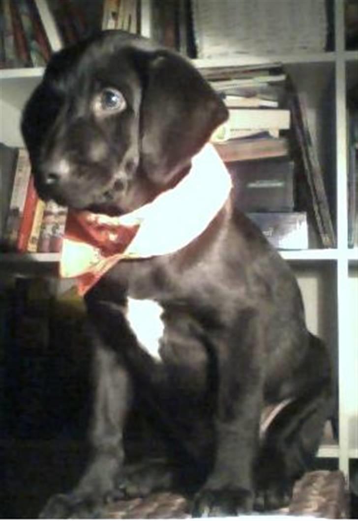 Blanding af racer Charlie*savner dig)':* billede 7