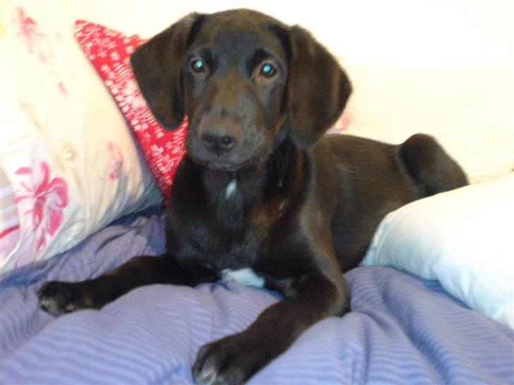 Blanding af racer Charlie*savner dig)':* billede 8