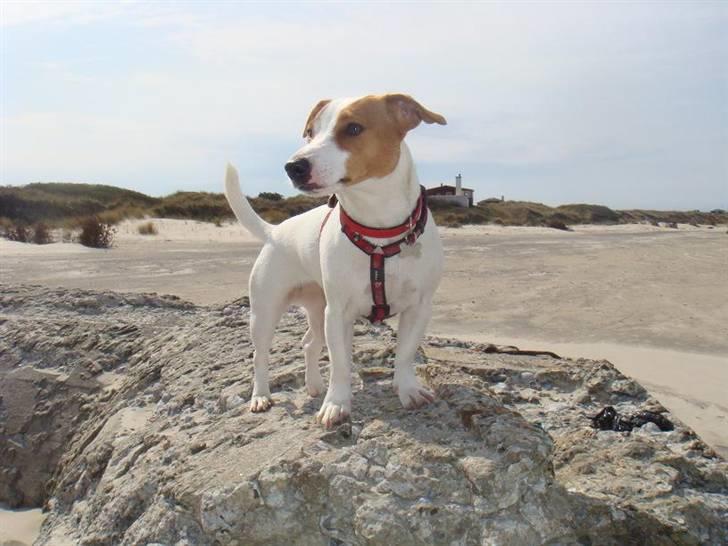 Jack russell terrier Maggie <3 R.I.P skat.. - smukke smukke tøs :-P billede 1