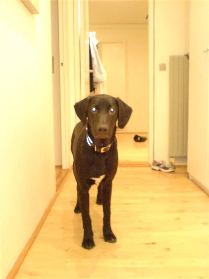 Blanding af racer Charlie*savner dig)':* billede 9