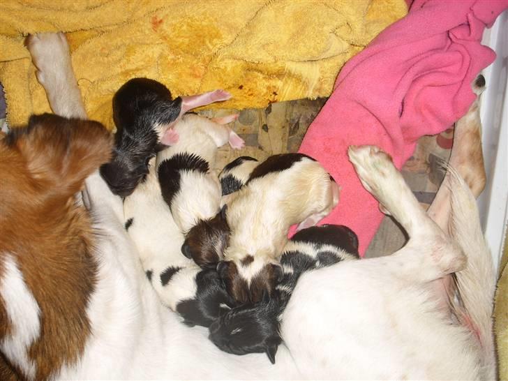 Blanding af racer Lotus - lotuses flotte 6 hvalpe født 19 febuar. billede 19