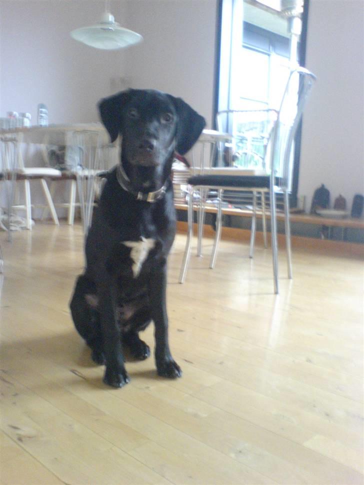 Blanding af racer Charlie*savner dig)':* billede 10