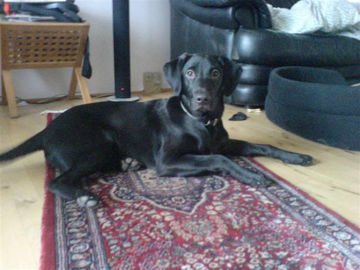 Blanding af racer Charlie*savner dig)':* billede 11