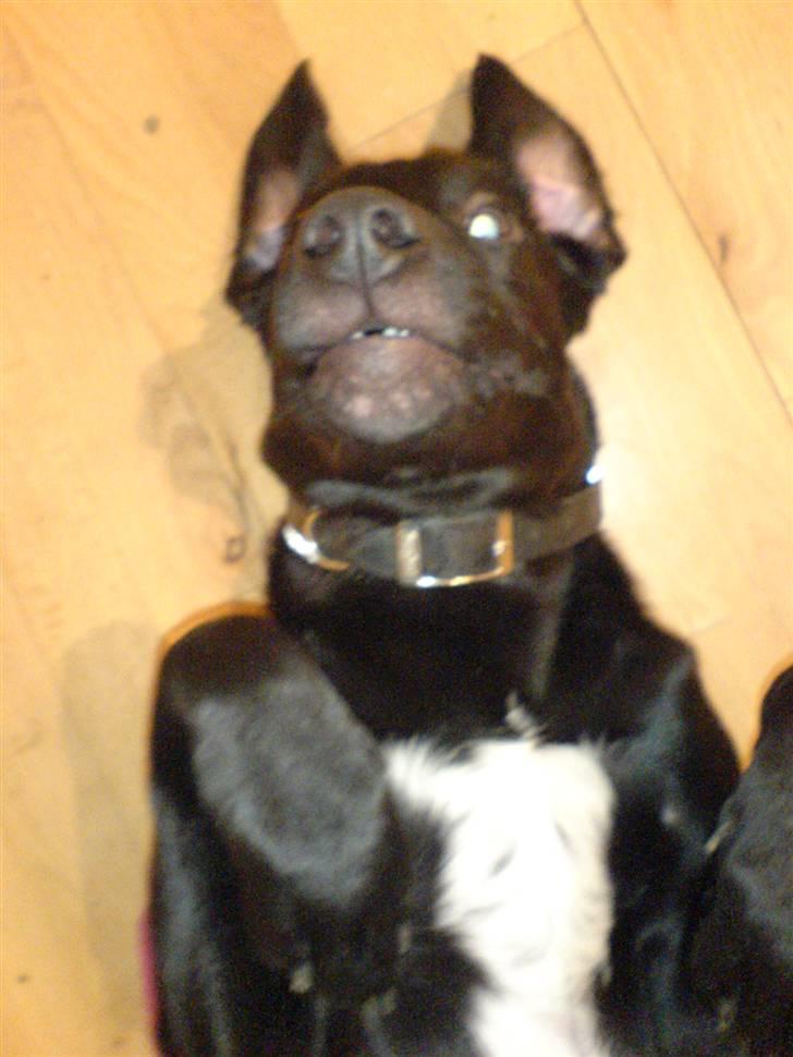 Blanding af racer Charlie*savner dig)':* - haha:D billede 12