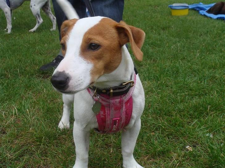 Jack russell terrier Maggie <3 R.I.P skat.. - Maggie til danmarks sødeste hund 08 billede 3