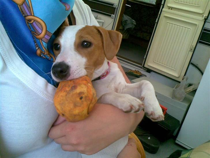 Jack russell terrier Maggie <3 R.I.P skat.. billede 4