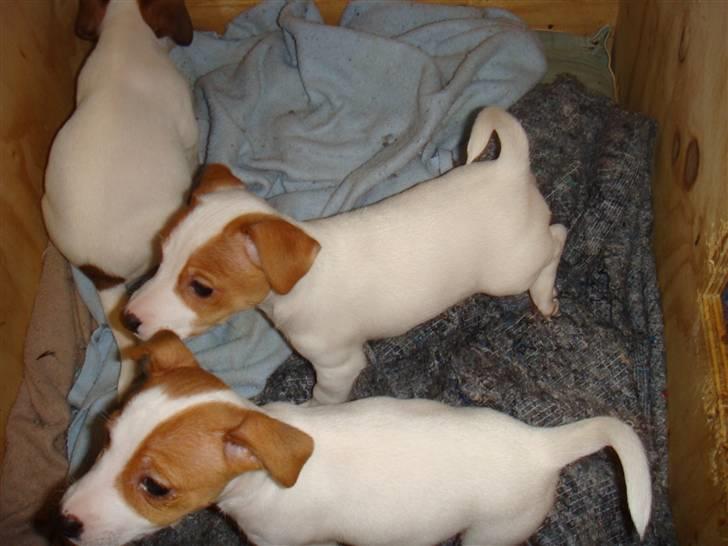 Jack russell terrier Maggie <3 R.I.P skat.. billede 5