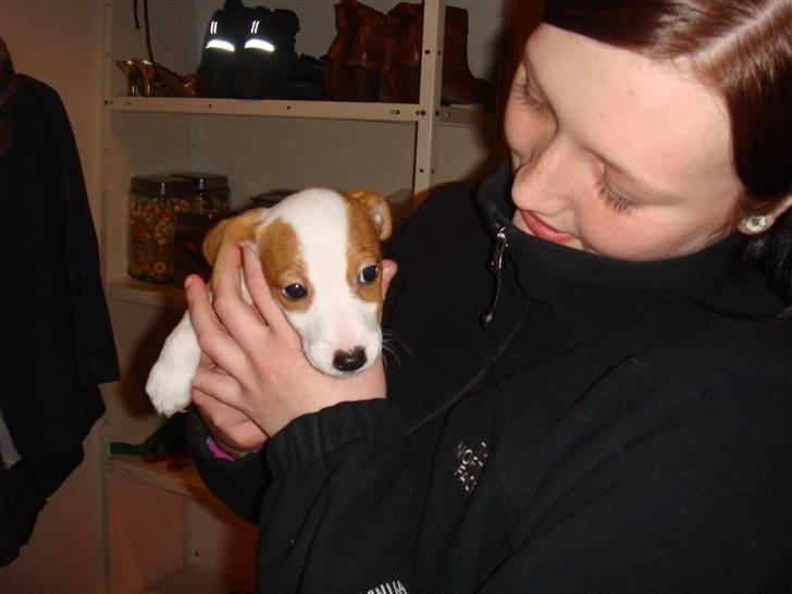 Jack russell terrier Maggie <3 R.I.P skat.. - Min nye mor og jeg <3  billede 6
