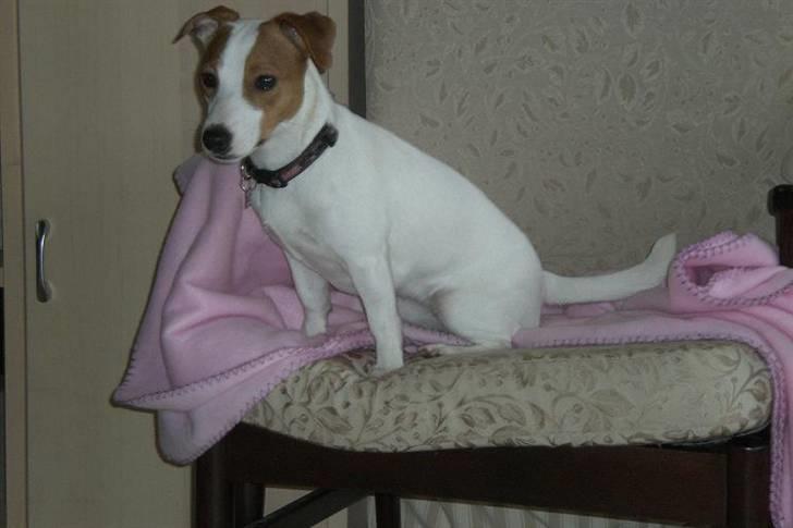 Jack russell terrier Maggie <3 R.I.P skat.. billede 7