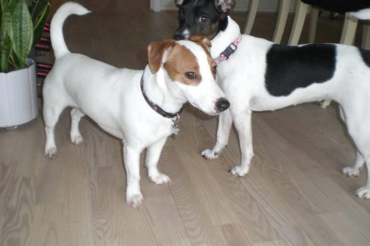 Jack russell terrier Maggie <3 R.I.P skat.. - Maggie og hendes veninde Jackie.. billede 8