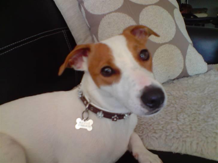 Jack russell terrier Maggie <3 R.I.P skat.. - Smukke pige <3 billede 9