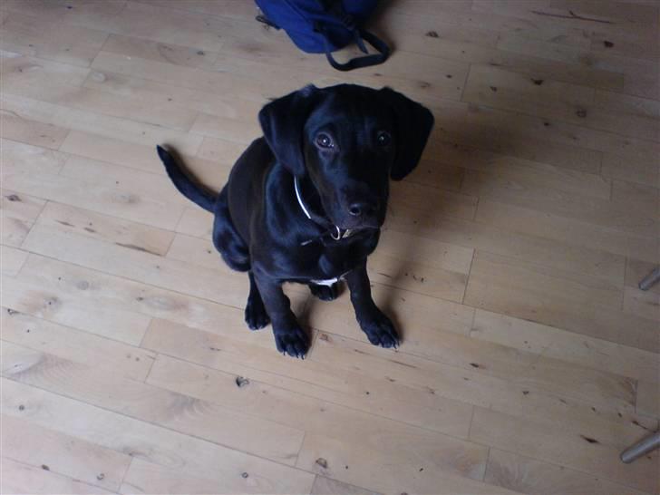 Blanding af racer Charlie*savner dig)':* billede 13