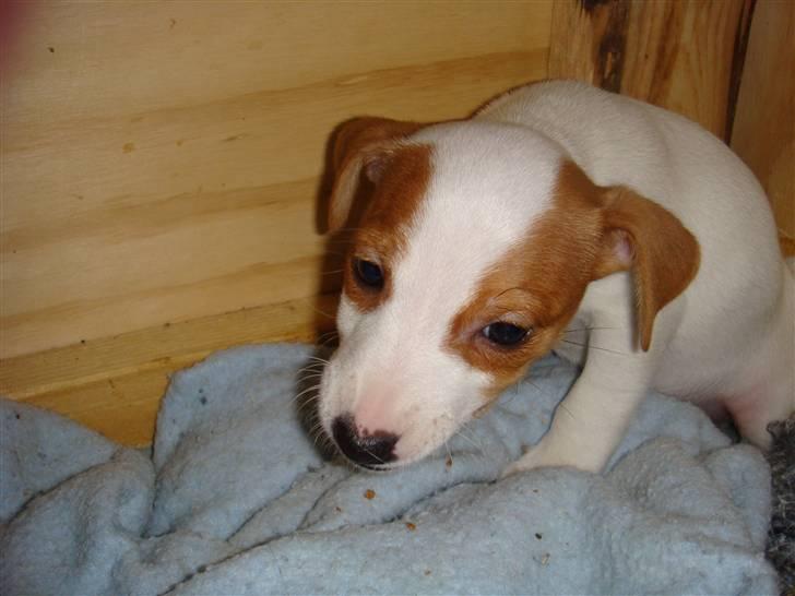 Jack russell terrier Maggie <3 R.I.P skat.. billede 10
