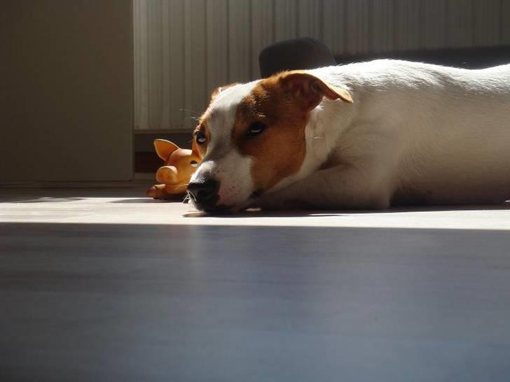 Jack russell terrier Maggie <3 R.I.P skat.. - Putte Putte :o) billede 11