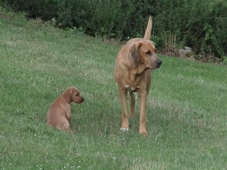 Basset fauve de bretagne Fenja 'RIP' billede 11