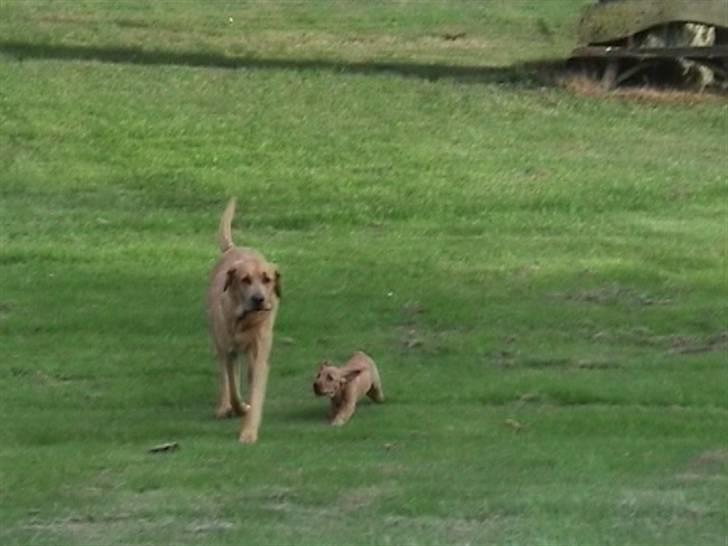 Basset fauve de bretagne Fenja 'RIP' billede 12