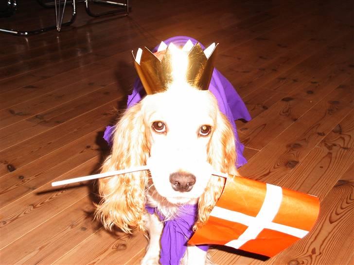 Cocker spaniel Sofus  - Velkommen til min profil:) nyd den;) billede 1