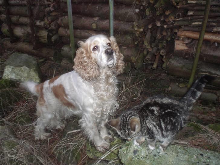 Cocker spaniel Sofus  - han kigger efter vores ene kat der sidder i et træ:) billede 2