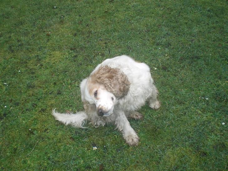 Cocker spaniel Sofus  - arrh det klør lige der:p billede 3