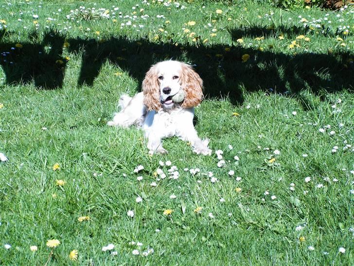 Cocker spaniel Sofus  billede 4