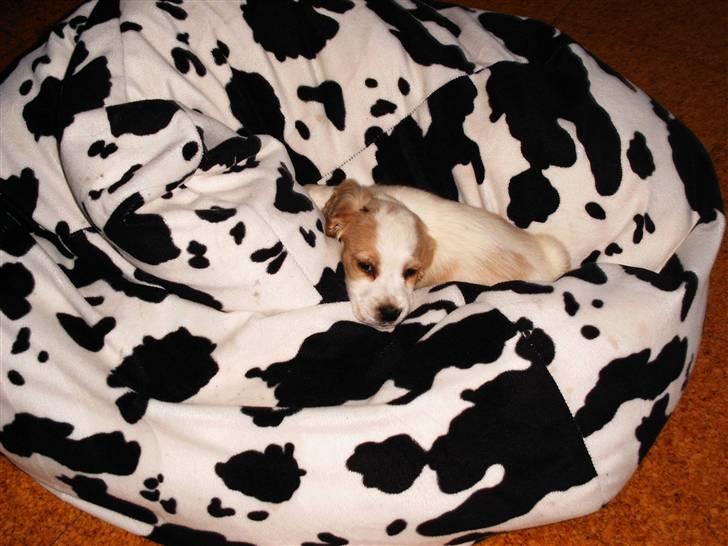 Cocker spaniel Sofus  - Sofus som lille:) den sækkepude er godt nok blød:p billede 5