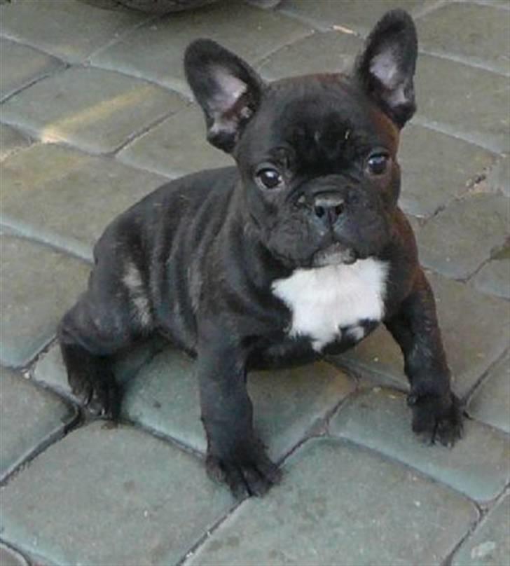 Fransk bulldog Zuma - zuma 7 uger billede 1
