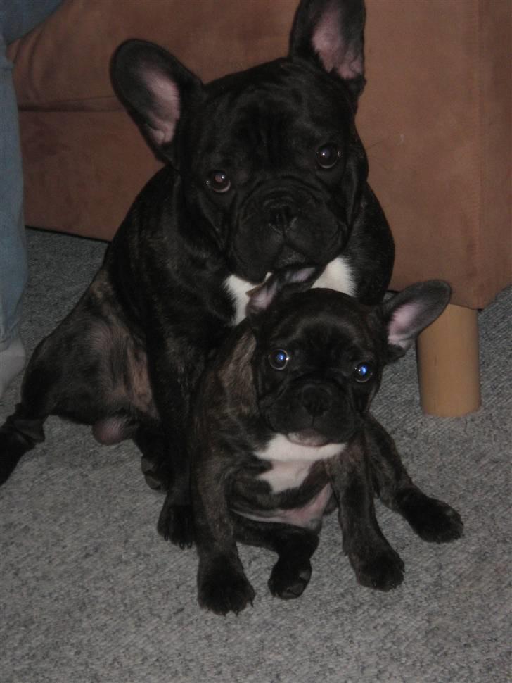 Fransk bulldog Zuma - mig og min lille søn dejlige robert2 billede 2