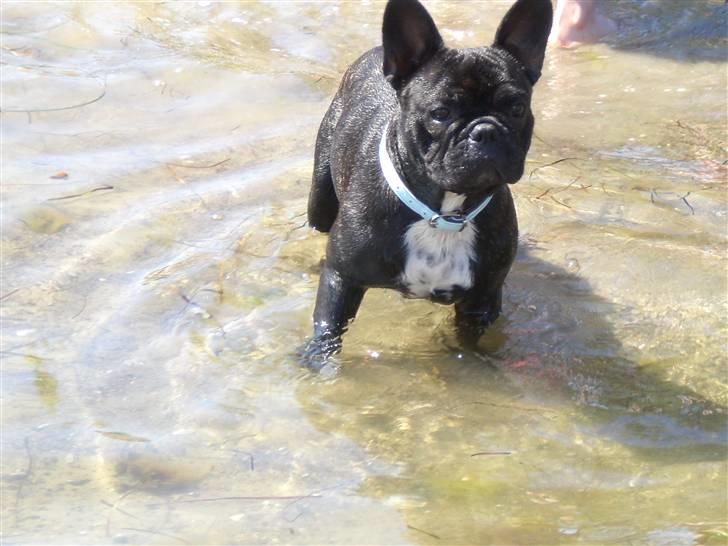 Fransk bulldog Zuma - dejlig sommer  08 billede 3