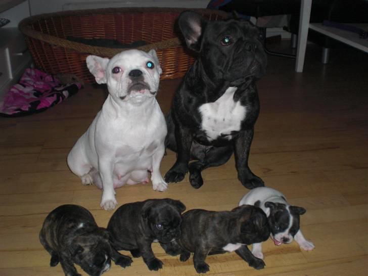 Fransk bulldog Zuma - se vores smukke hvalpe  robert2- bobo-martha-rosa ejerne er  (inge og carsten) (tanja og per) (linda og rene) (rene og linda) billede 4