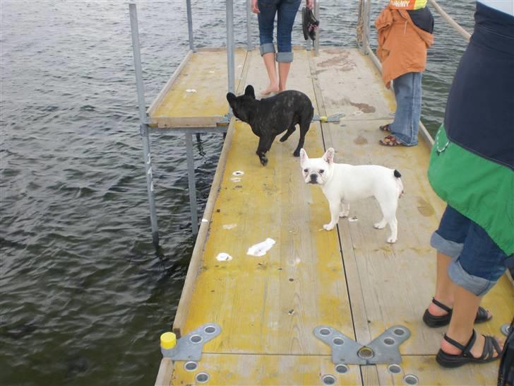 Fransk bulldog Zuma - tid til en lille svømme tur  billede 6