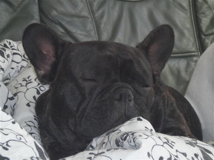 Fransk bulldog Zuma billede 7